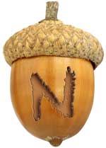 Acorn-N