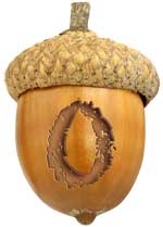 Acorn-O